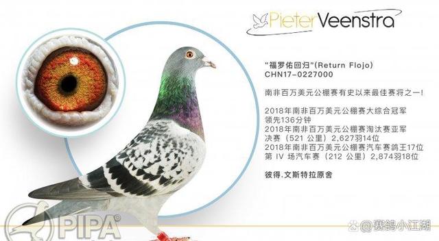 开云平台-南非健将斩获奖牌成为焦点新人的简单介绍