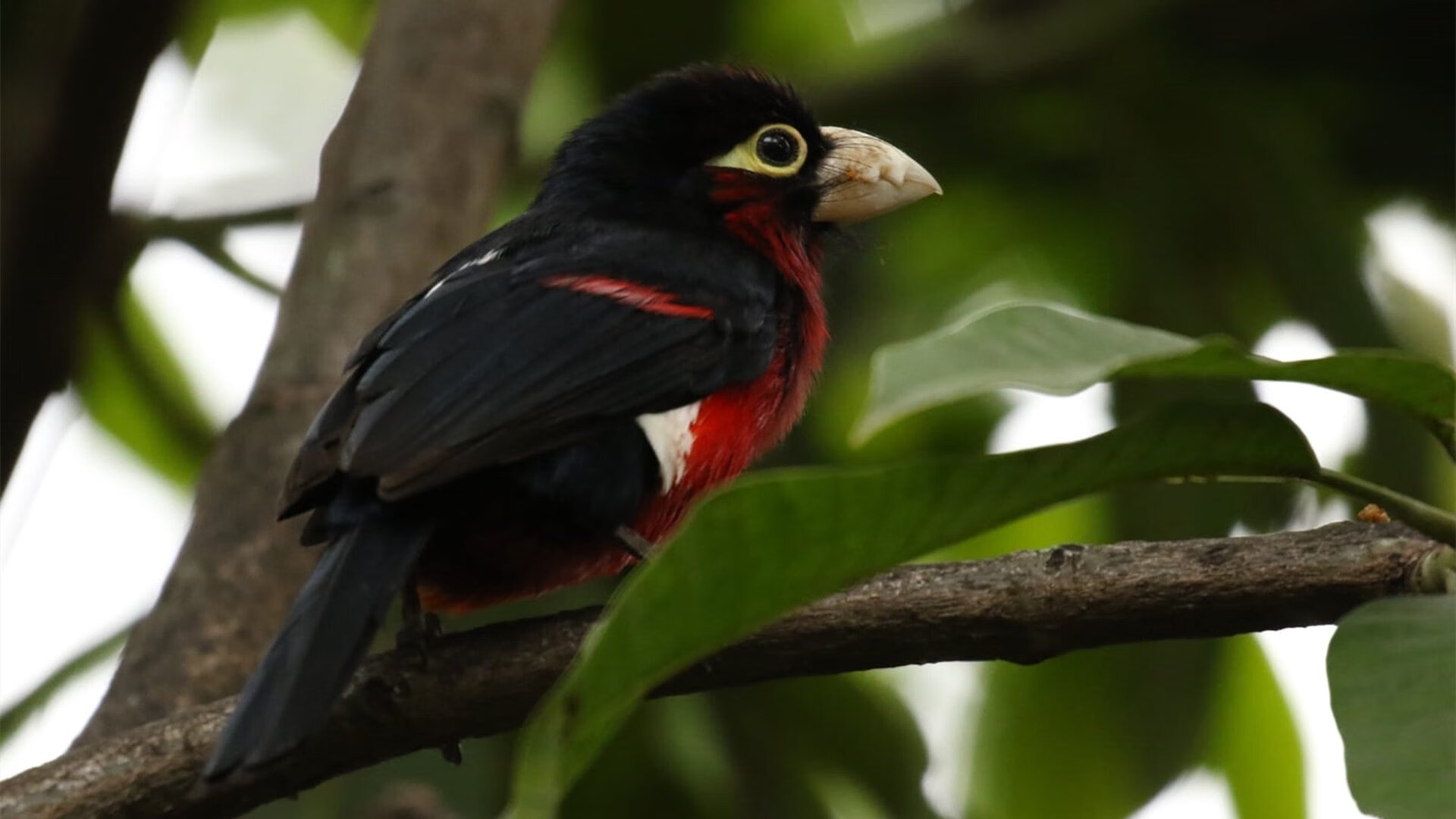烈焰焚城！热火抢七死战末节逆转活塞
