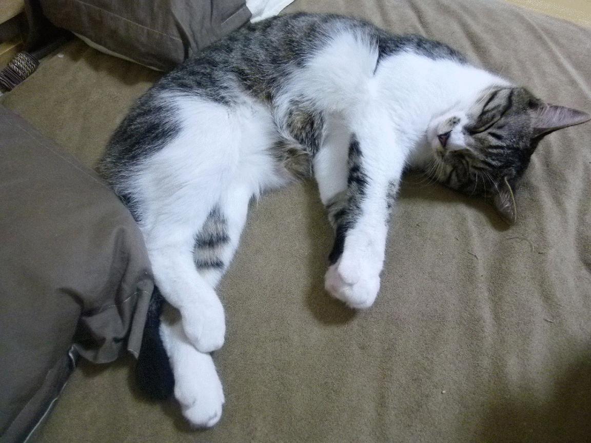 数据屠龙,意甲焦点战幕后,浙江队如何用算法斩落足球国王