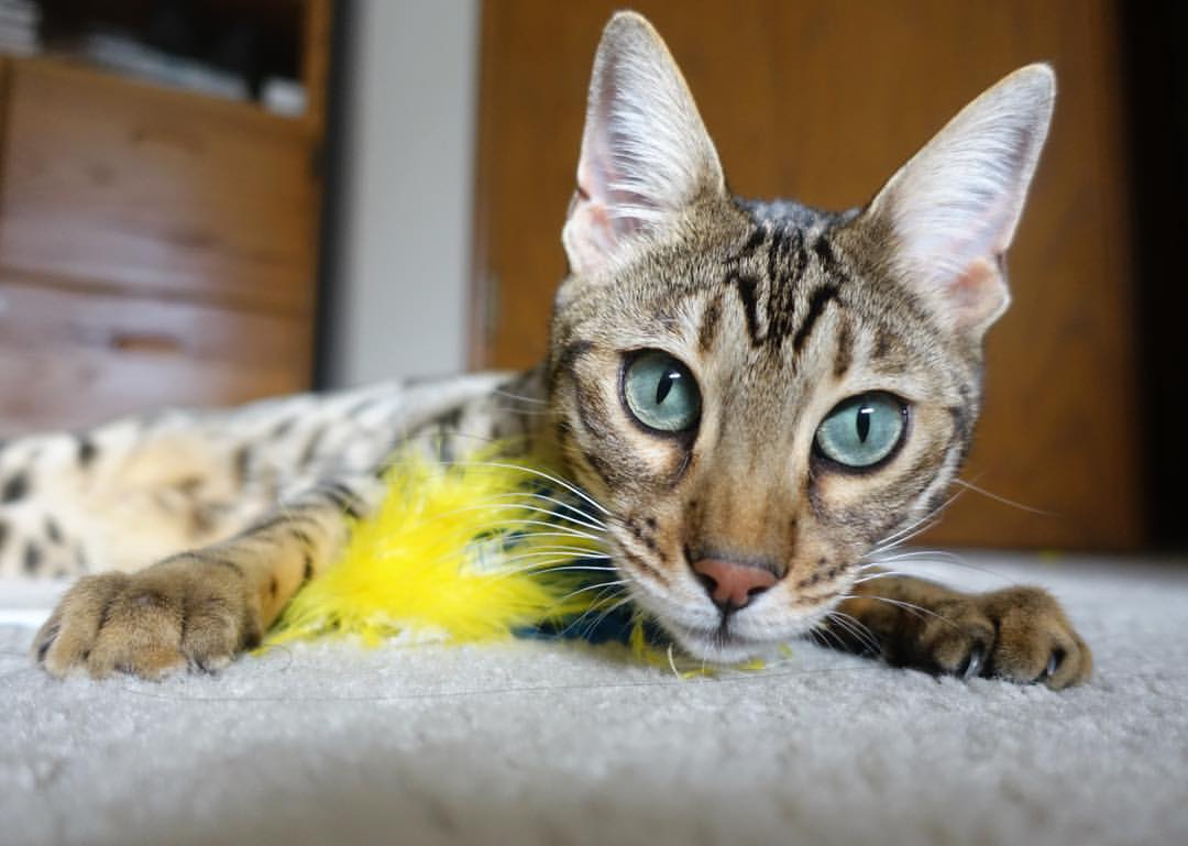 鹈鹕主场力克深圳,保罗关键时刻挺身而出成为关键先生