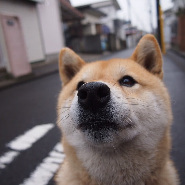 开云体育-南半球的怒吼，恩佐一记绝杀，终结西亚神话