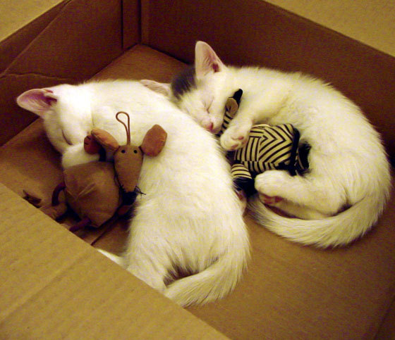 欧文的刺客之舞，当黄蜂对上马刺，舞台越大，剑锋越冷