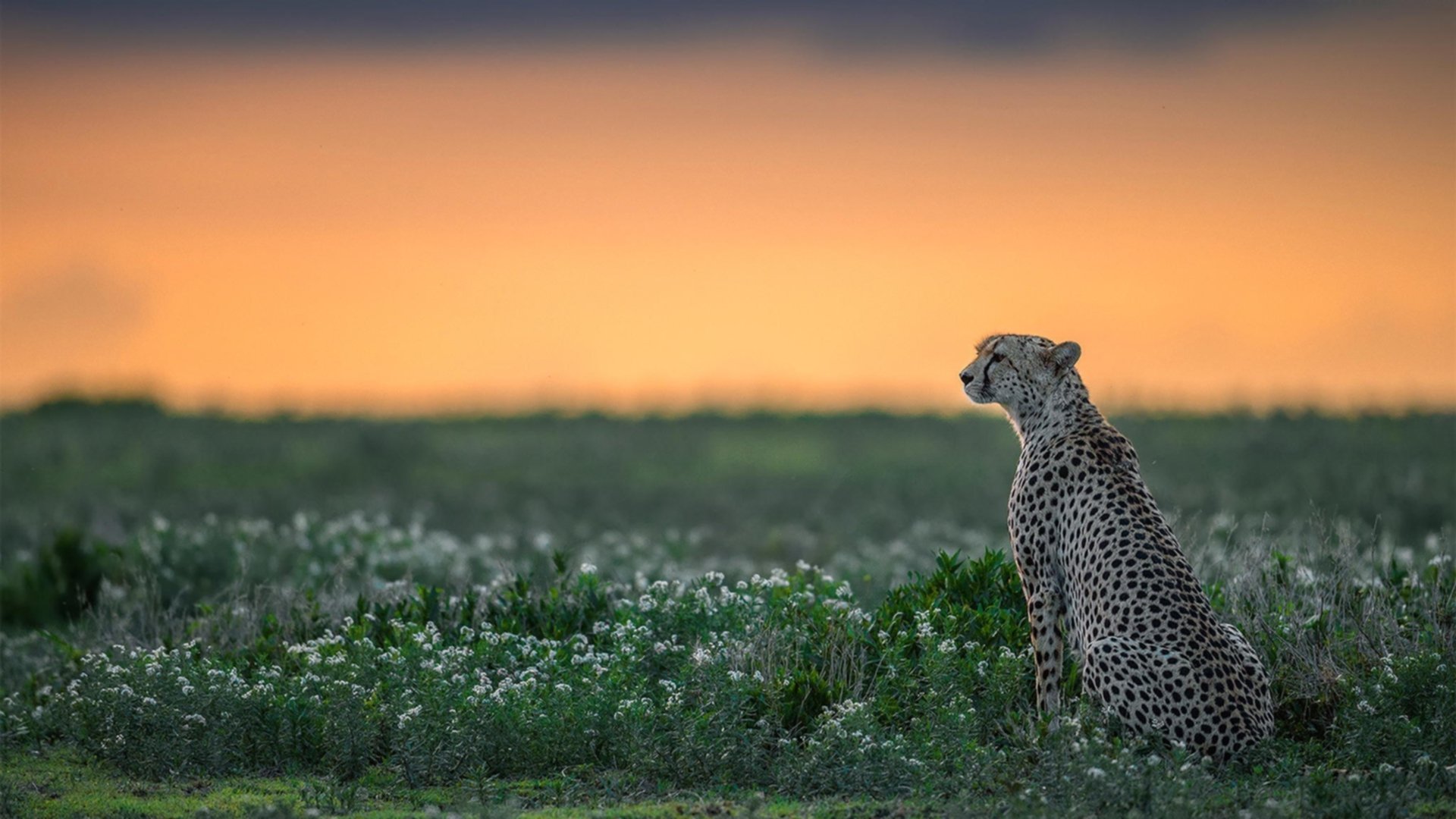 开云APP-上海滩的绿军阻击战，世界排名争夺战的东方宣言