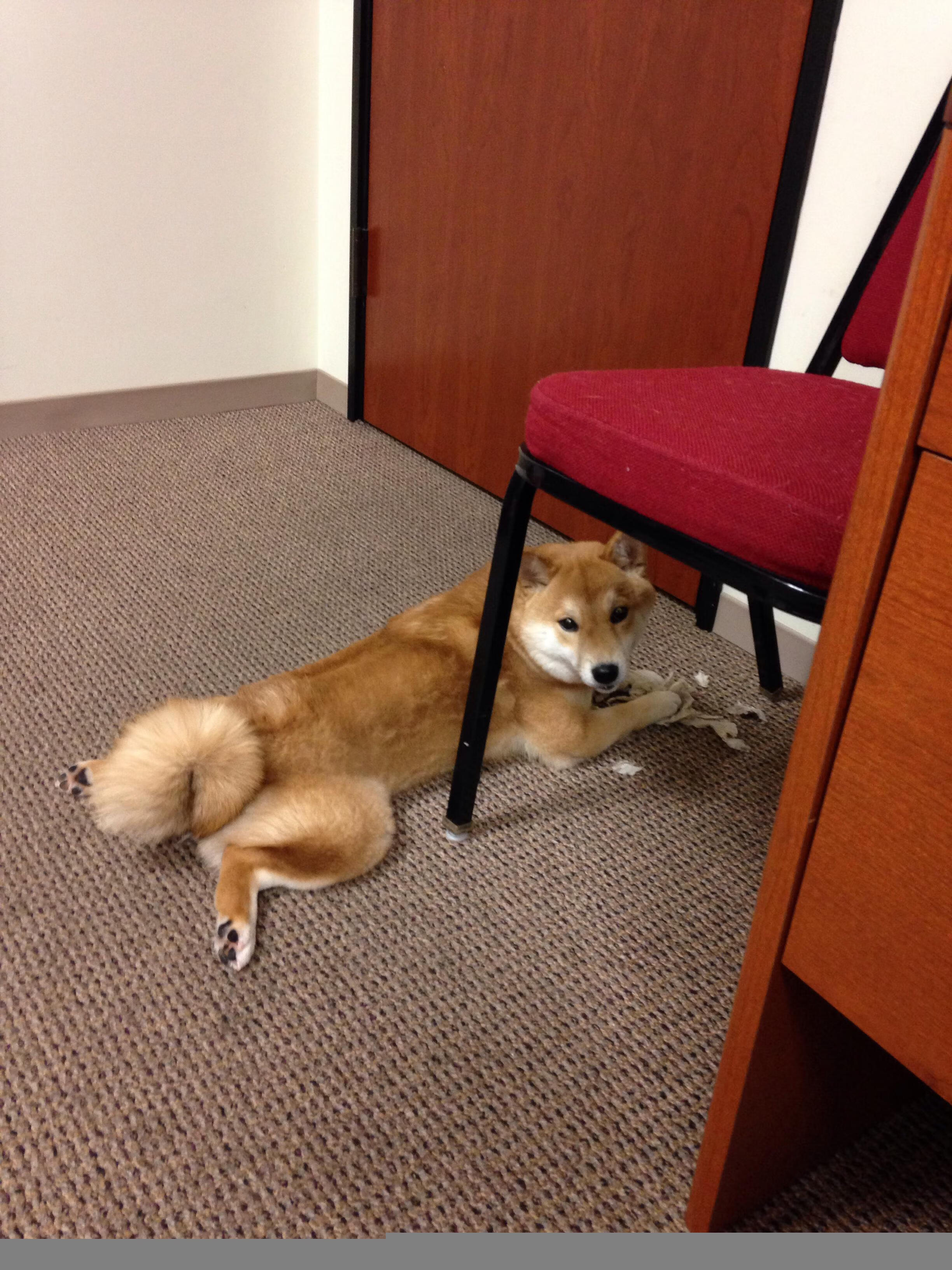 武切维奇之夜，鹈鹕末节狂飙带走湖人，新奥尔良再书传奇