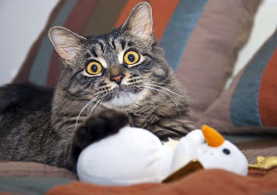 开云体育APP下载-特奥·多罗加里斯，一击定音，希腊男篮的破晓之光