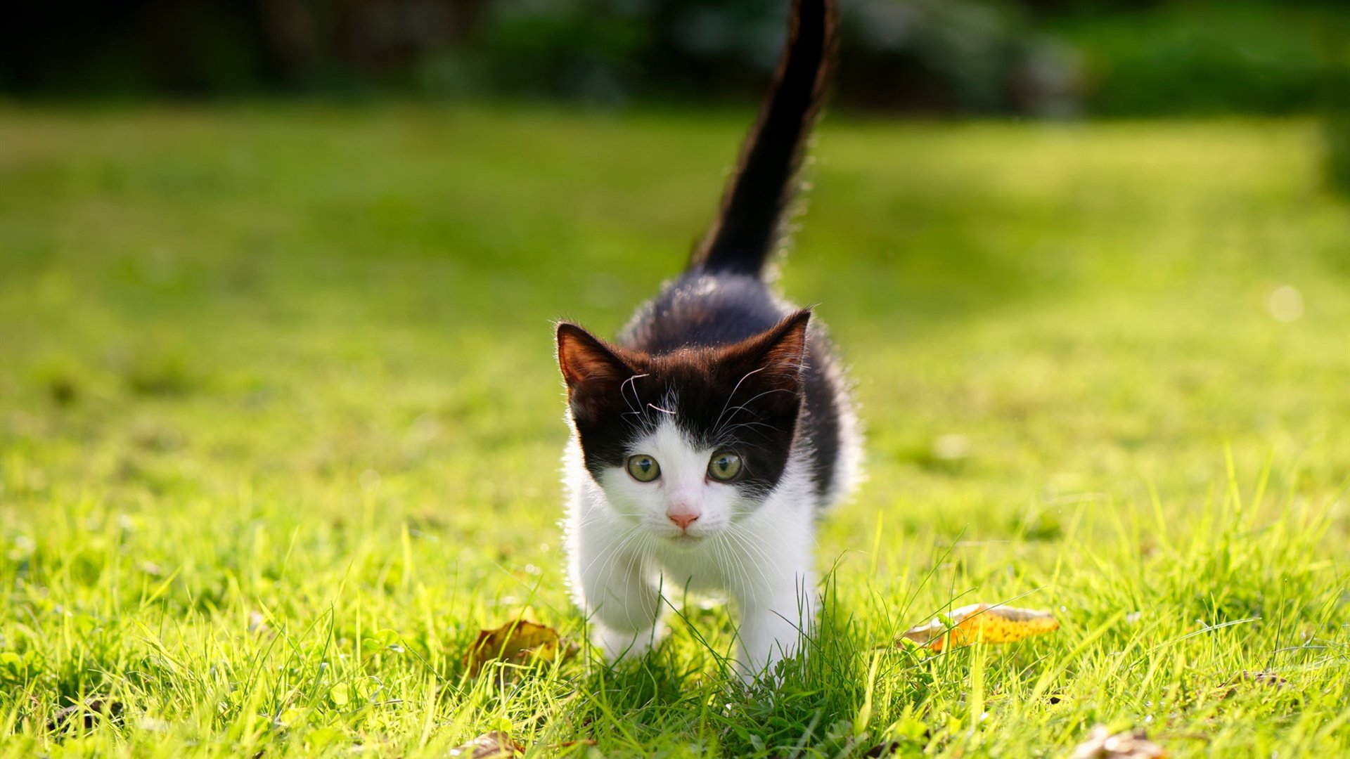 从伯纳乌到篮球馆,森林狼的欧冠式冲击如何冲垮深圳队