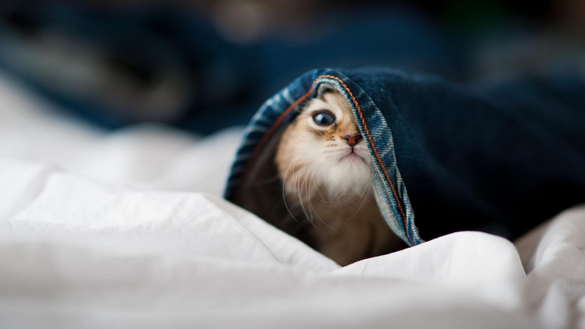 跨界统治者，当马竞节奏遇上NBA总决赛的坎特式接管