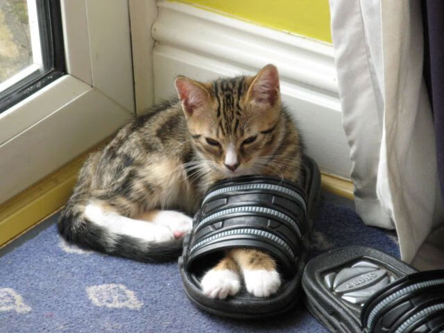 绿茵与硬木的交响，意甲焦点战与尼克斯击败吉林队的体育启示