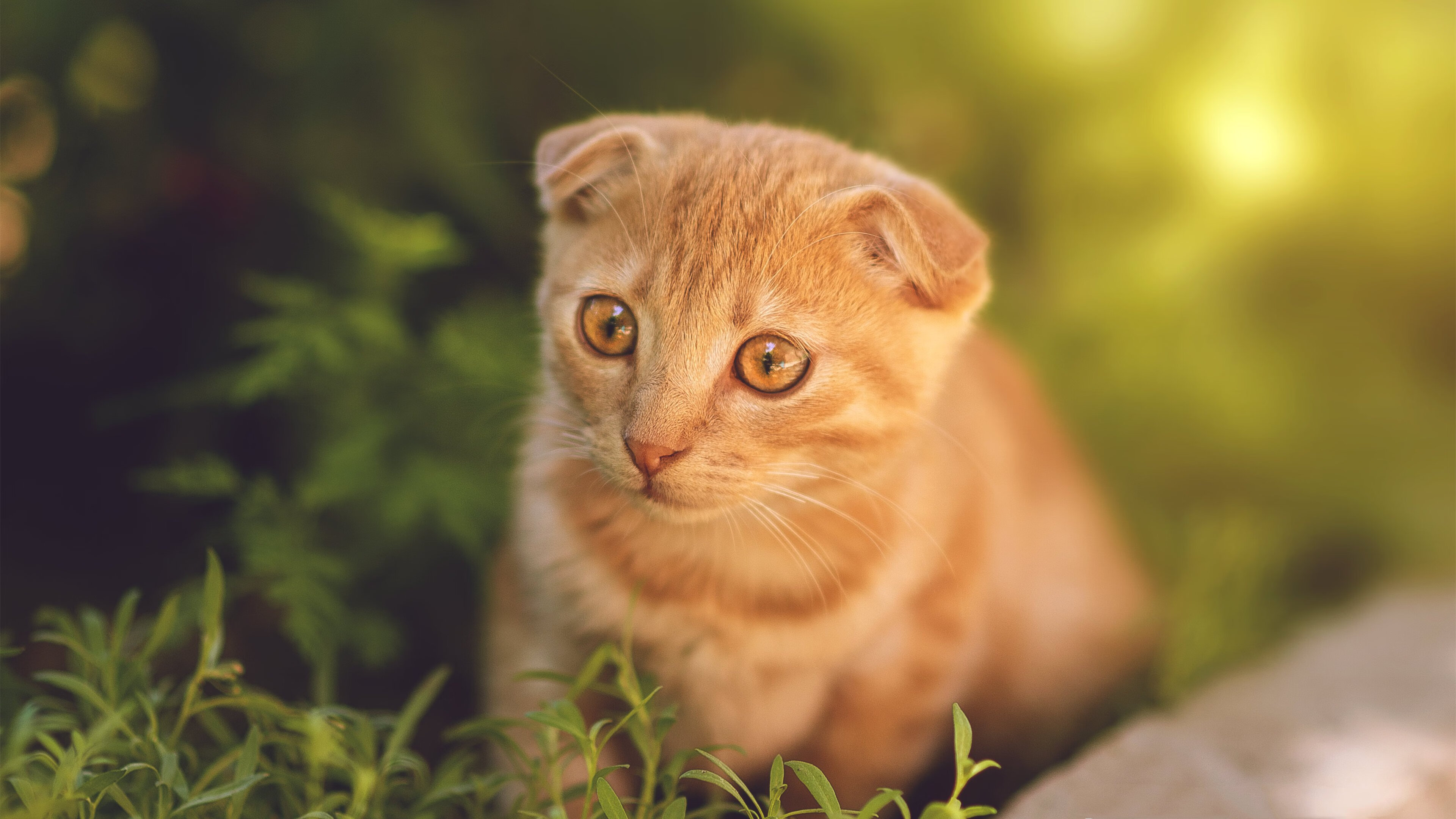 哈登状态火热，广东队主场大胜吉林队