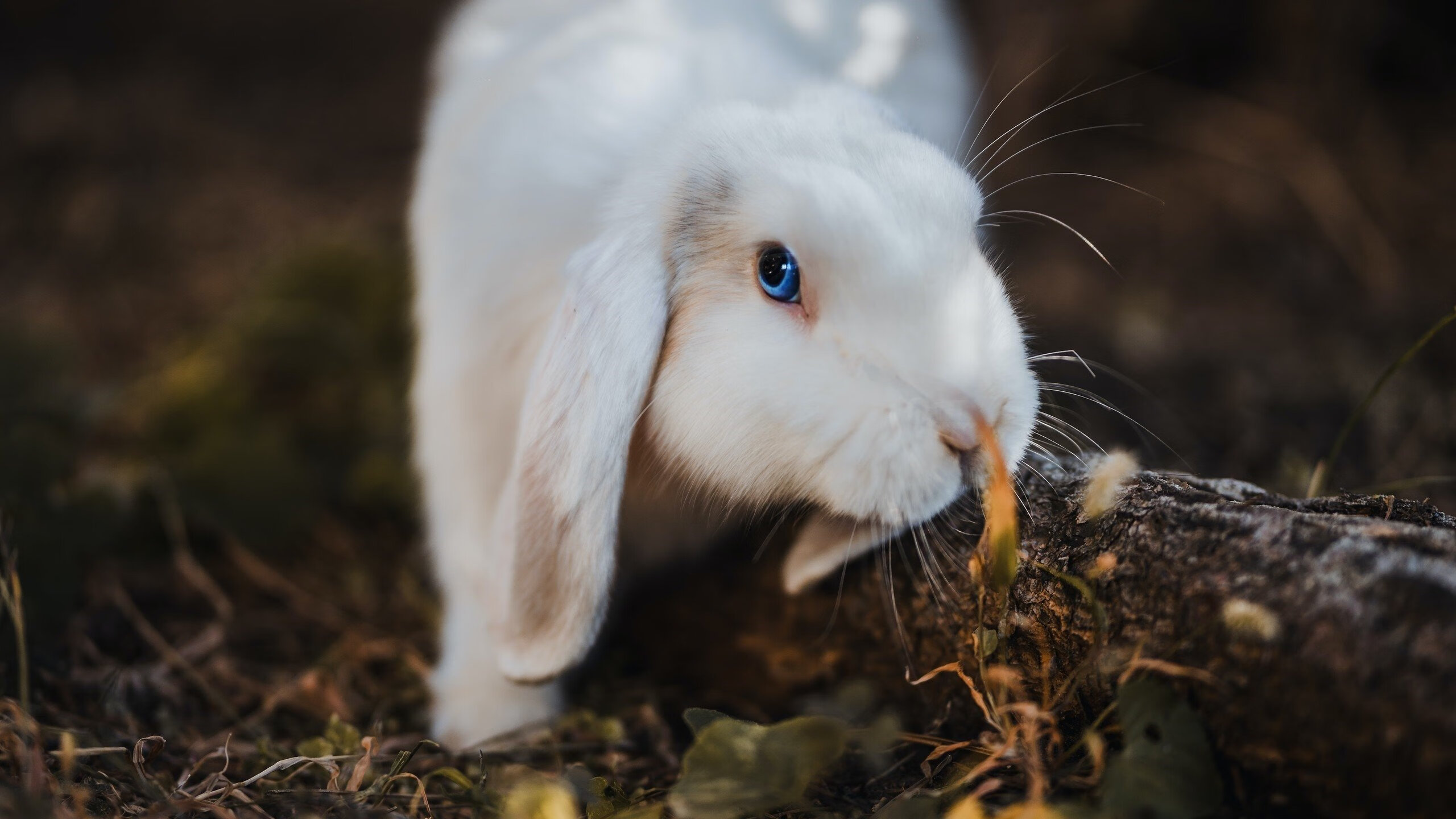 晋风破粤，山西历史性击溃广东，或将打破垄断时代？